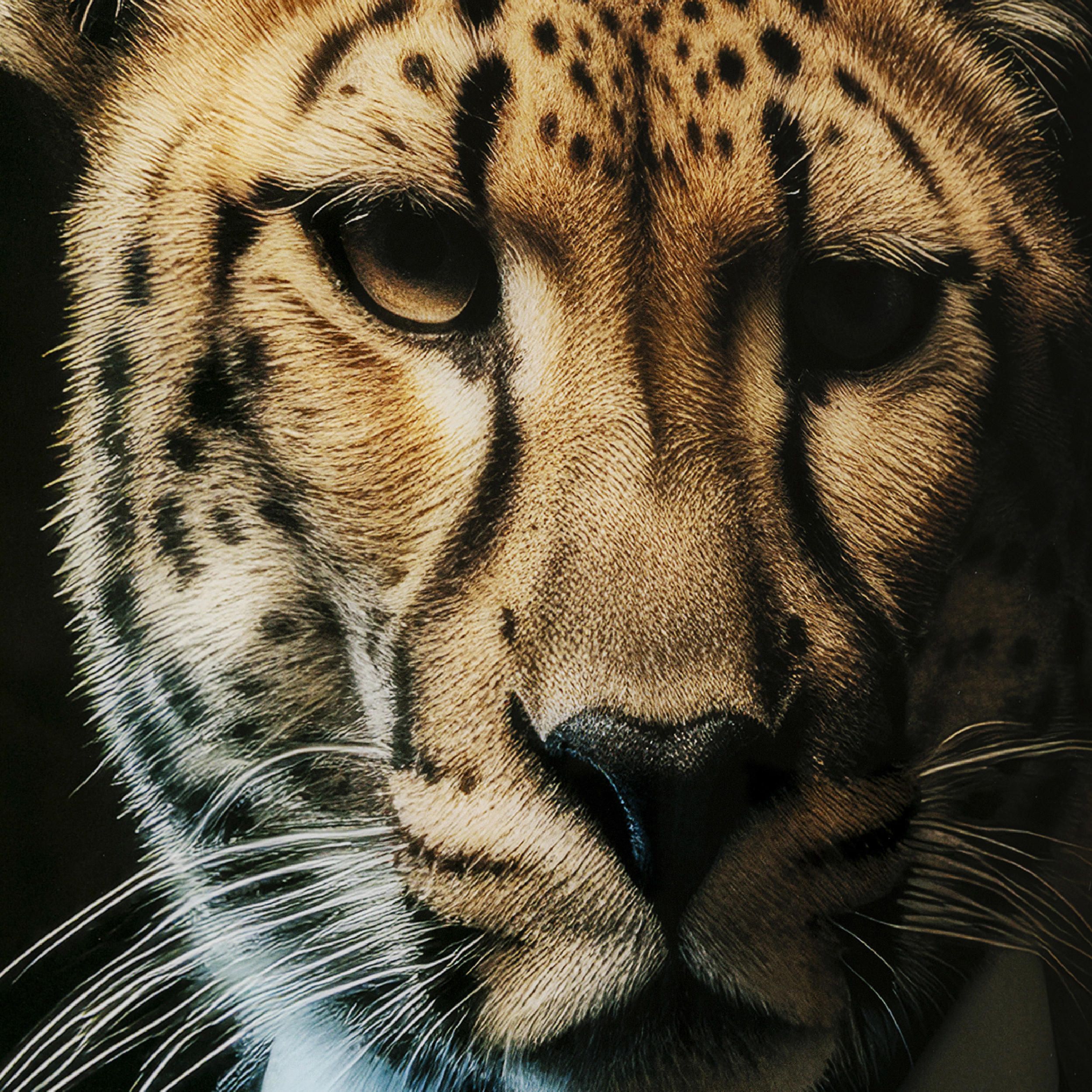 Glasbild Mister Leo