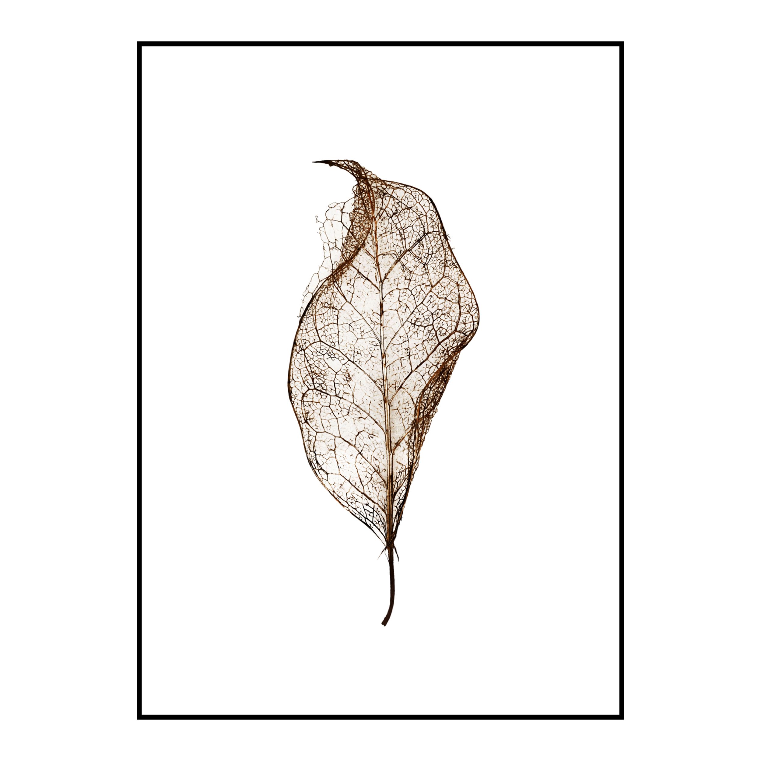 Druckbild gerahmt Leaf von Malerifabrikken in braun vor weissem Hintergrund